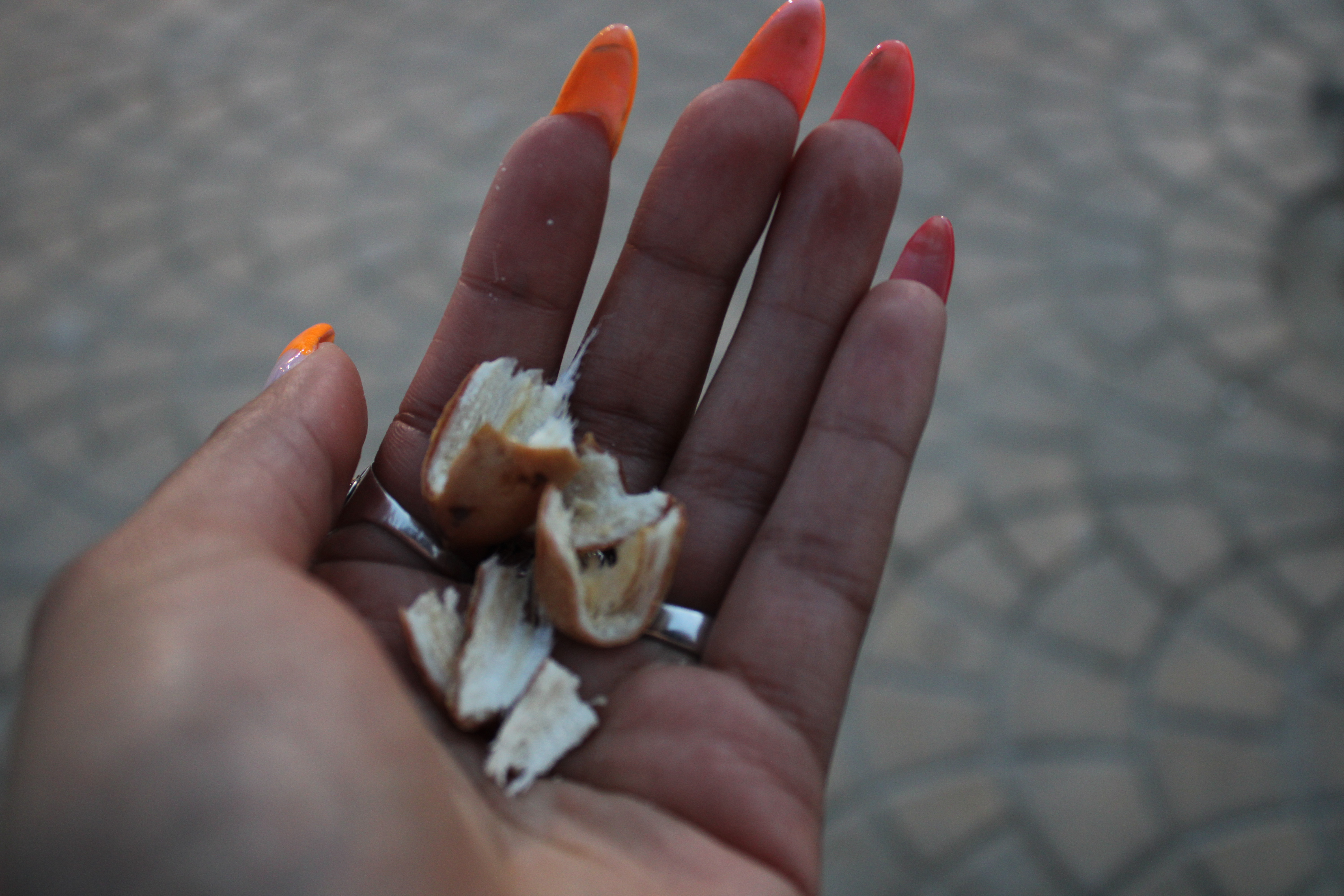 Accueil égyptien : coquilles de dates dans une main.