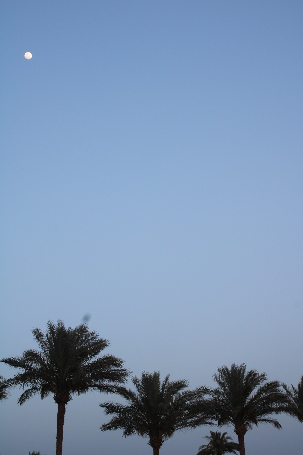 REVUE D’ÉGYPTE ● PARTIE V